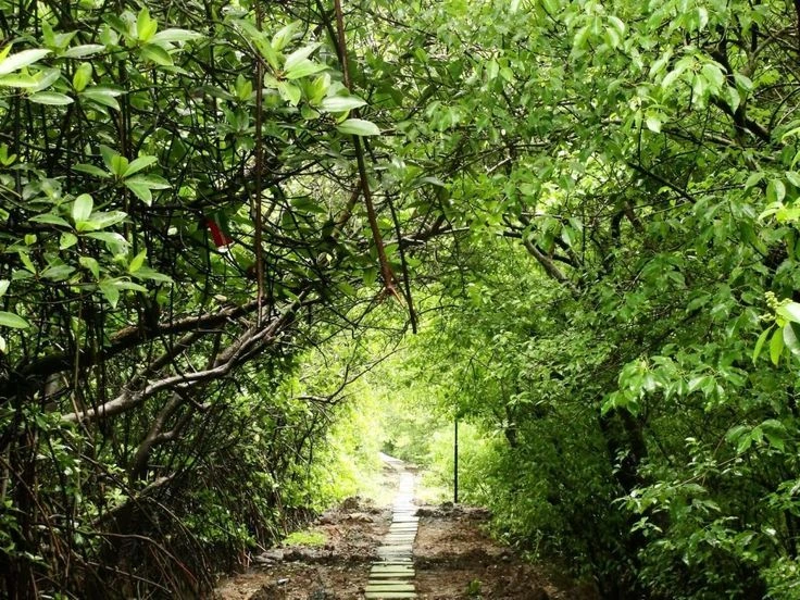 Salim Ali Bird Sanctuary- goa