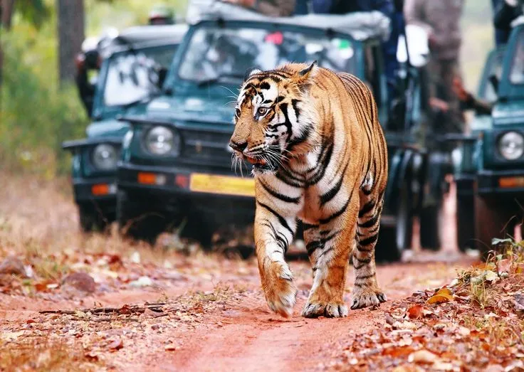 Rajaji National Park in Rishikesh