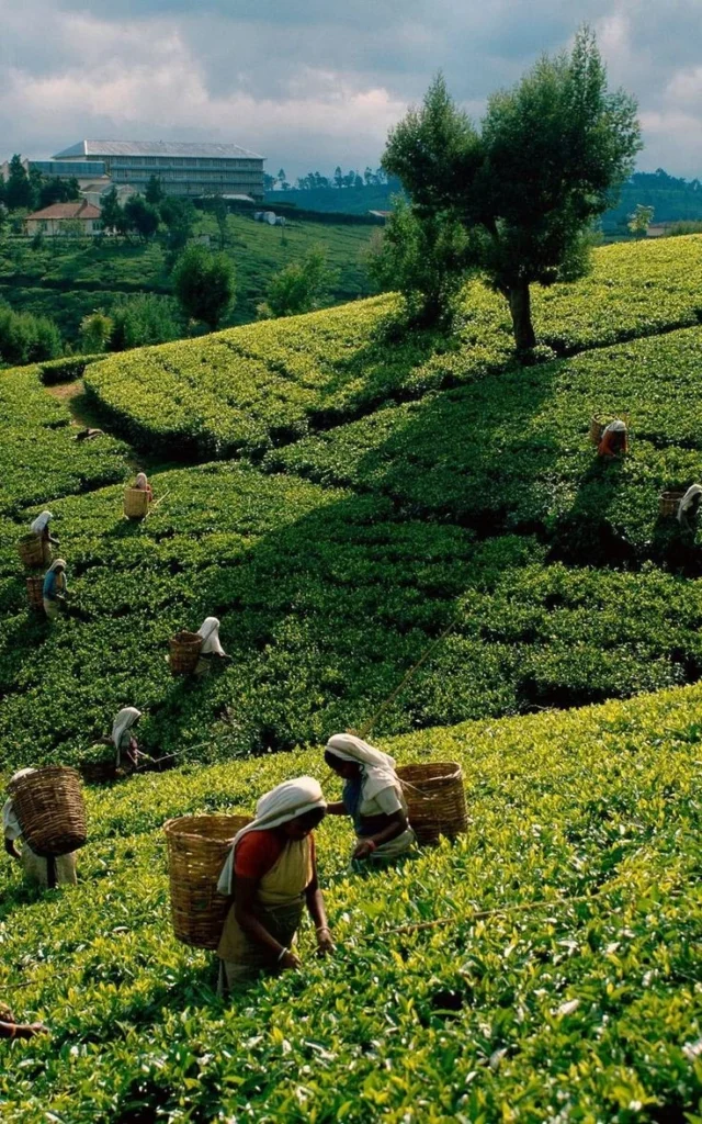 Tea Plantation in Kerala